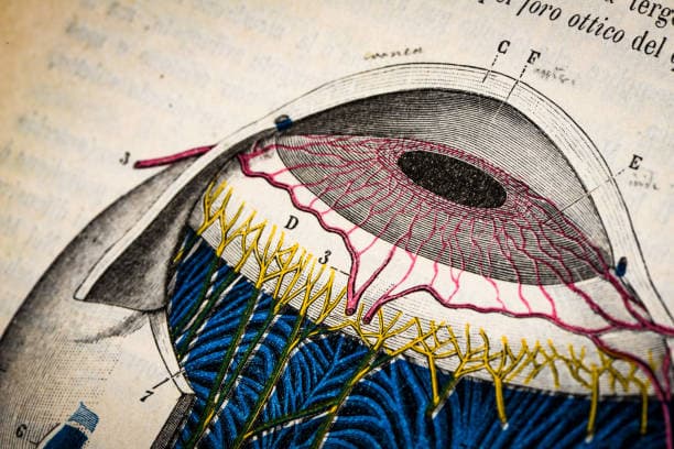 Anatomical Eye Illustration